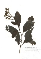 恆春厚殼樹藏品圖，第3張
